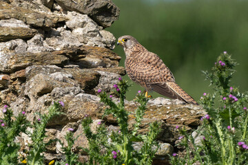 Faucon crécerelle,.Falco tinnunculus, Common Kestrel