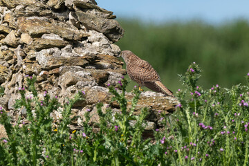 Faucon crécerelle,.Falco tinnunculus, Common Kestrel