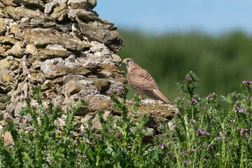 Faucon crécerelle,.Falco tinnunculus, Common Kestrel