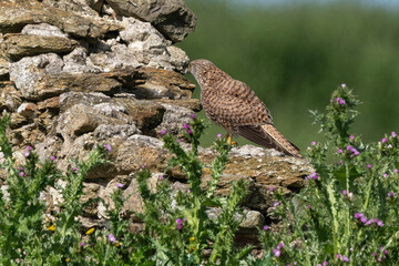 Faucon crécerelle,.Falco tinnunculus, Common Kestrel
