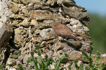 Faucon crécerelle,.Falco tinnunculus, Common Kestrel