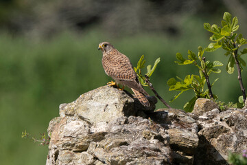 Faucon crécerelle,.Falco tinnunculus, Common Kestrel