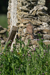 Faucon crécerelle,.Falco tinnunculus, Common Kestrel