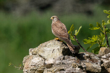 Faucon crécerelle,.Falco tinnunculus, Common Kestrel