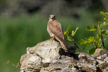 Faucon crécerelle,.Falco tinnunculus, Common Kestrel