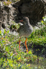 Chevalier gambette,.Tringa totanus, Common Redshank