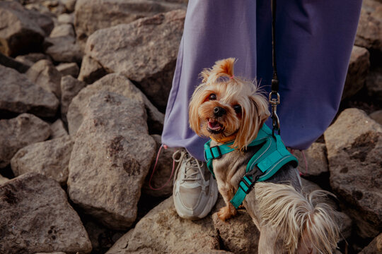 Yorkshire terrier dog on rocks