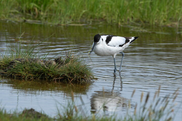 Avocette élégante, nid, oeuf, Recurvirostra avosetta, Pied Avocet