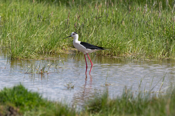 Echasse blanche,  Himantopus himantopus, Black winged Stilt