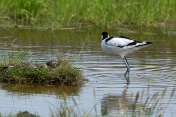 Avocette élégante, nid, oeuf, Recurvirostra avosetta, Pied Avocet