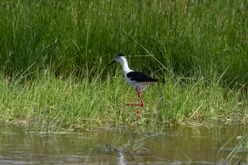 Echasse blanche,  Himantopus himantopus, Black winged Stilt