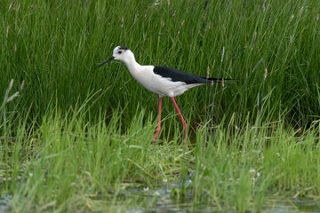Echasse blanche,  Himantopus himantopus, Black winged Stilt
