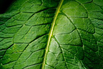 green leaves with drops