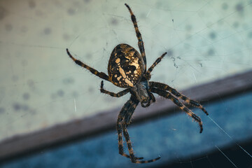 cross spider on a web