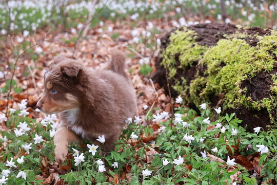 A brown dog is running through a field of white flowers