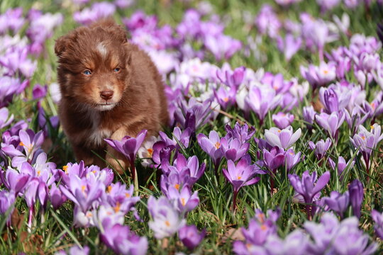 A small brown dog is in a field of purple flowers