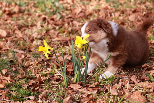 A brown and white puppy is sniffing a yellow flower