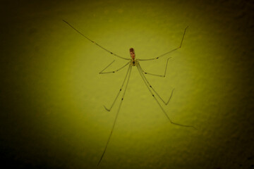 A skinny spider on the wall