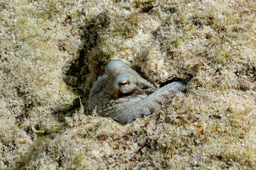 Small octopus hiding between rocks
