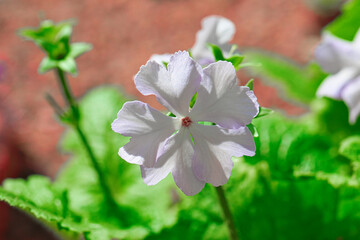White flower in garden close-up