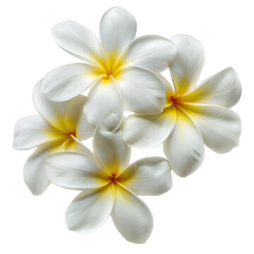 White Frangipani, transparent background, isolated image, generative AI