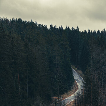 A lost street in the forest