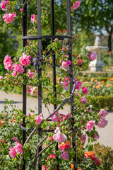 Blooming rose bush decorated with beautiful pink buds interwoven around the metal structure against the background of the garden. Park El Retiro, Madrid. Spain.	