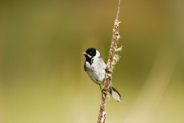 Common reed bunting perched on a reed