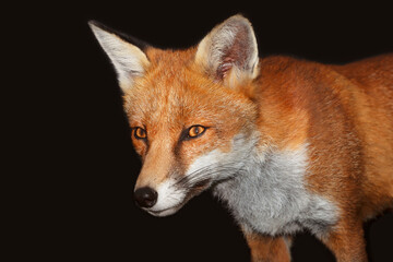 Obraz premium Portrait of a red fox against black background