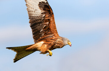 Portrait of a red kite in flight against blue sky