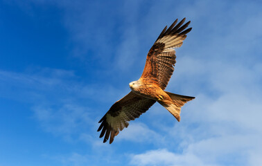 Obraz premium Red kite in flight against blue sky