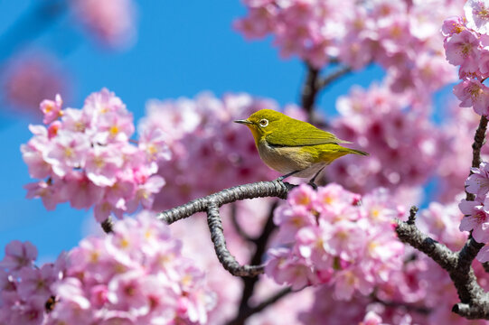 Warbling White Eye With Pink And Blue