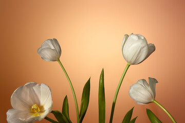 Tender tulips against pastel gradient background. Studio shot