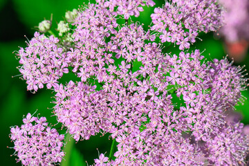 Vibrant Pink Spirea Flowers in Full Bloom