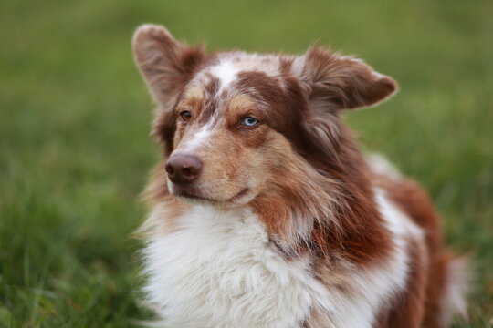 A Miniature Australian Shepherd in red Merle with blue 