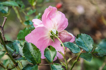 backside the last rose of the season covered with raindrops in the city garden