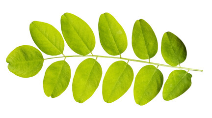 Green robinia branch with leaves, isolated image on transparent background