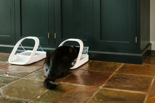 A small black cat eating from a microchip controlled feeder