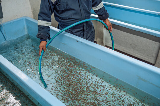 Man at Work in a fish Hatchery Laboratory