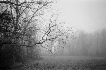Outstretched winter tree limb in the fog