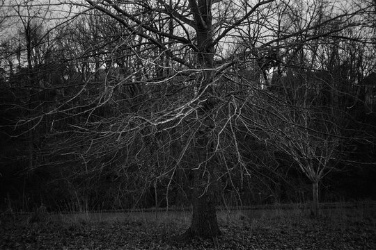 Tree branches catching light in winter