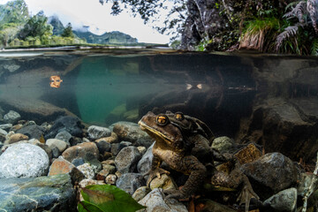 Breeding behavior of toads
