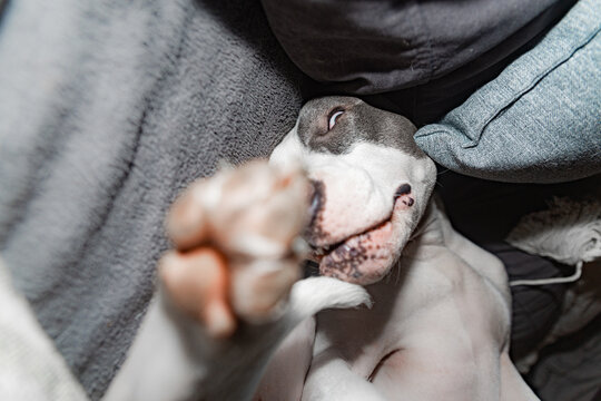 Clumsy Face Grimace Of A Sleeping Dog