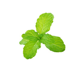fresh mint leaves transparent png