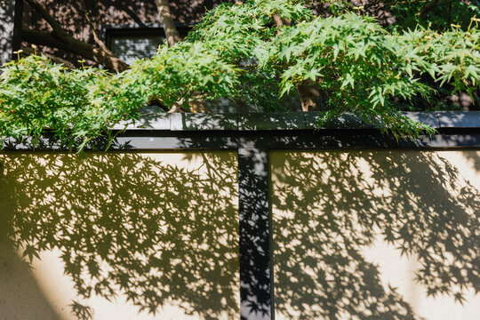 Maple Leaves Overhang with Shadow Play on Wall