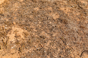 Drought-Stricken Farmer's Field with Dry Earth and Dry Soil