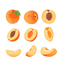 Fresh apricot slices and whole fruits. Flat vector apricot from different sides isolated on white background.