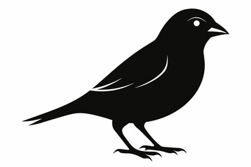 A finch bird silhouette black vector artwork illustration