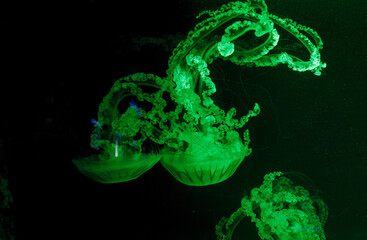 underwater photos of jellyfish chrysaora plocamia south america sea nettle