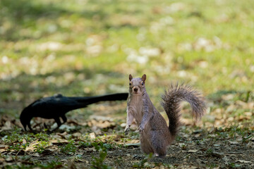 squirrel eating nut